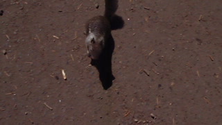 Cute Squirrel on Yosemite Hike to Nevada Falls