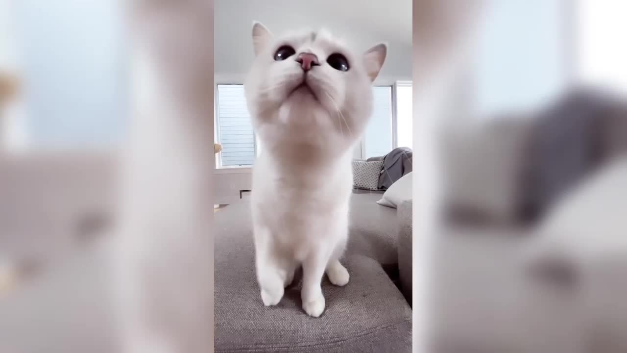 Don't underestimate my left_right pow hook, funny cat