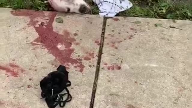 Chicago Police killed Dogs