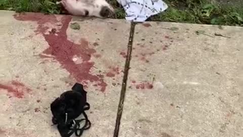 Chicago Police killed Dogs