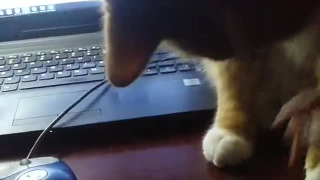 Cinnamon's Cord