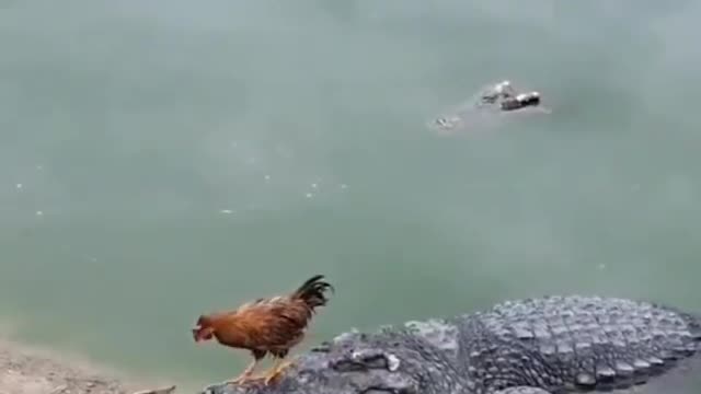 Bravest Chicken In The World
