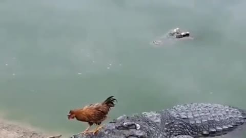 Bravest Chicken In The World