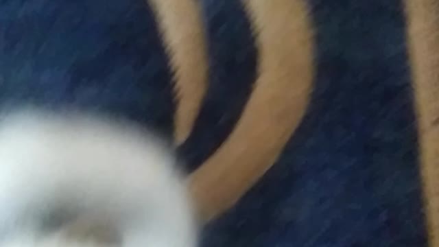 body armor for a cat