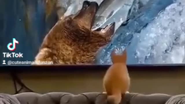 Cute animal videos 😹 fuuny animals 😂