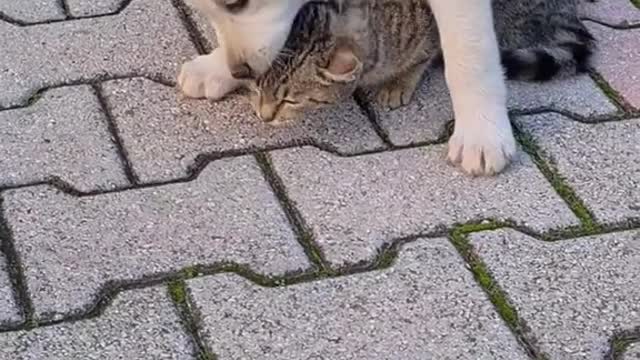 Funny Cats and Dogs Video # 9