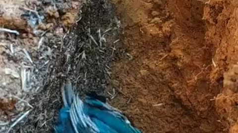 King fisher alias burung teng kek manak induk tikus