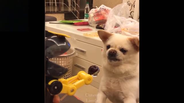 Adorable funny dogs and cats doing adorable funny things