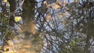 Amazing Vibrations in Water from Toad Chirps