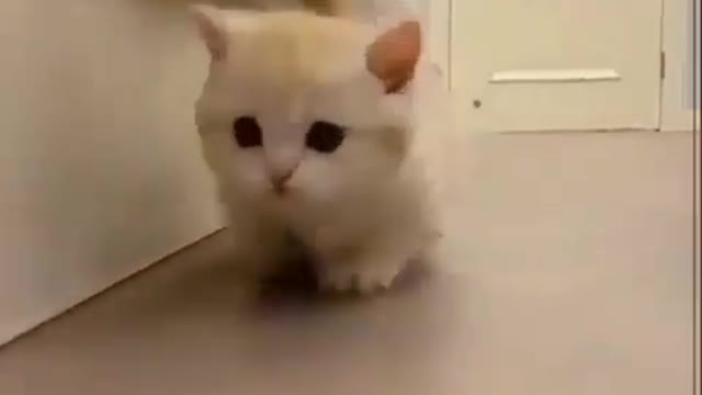 Cat Video 2