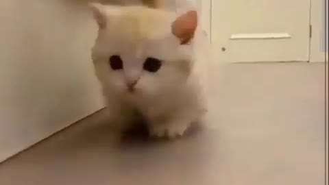 Cat Video 2