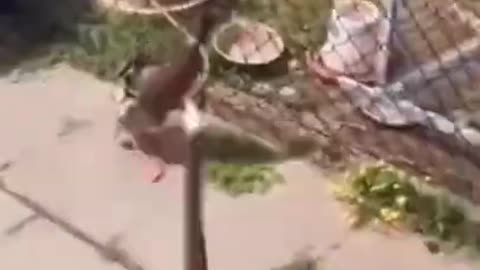 Funny Animals They Do The Strangest Things, Try Not To Laugh! Part 10