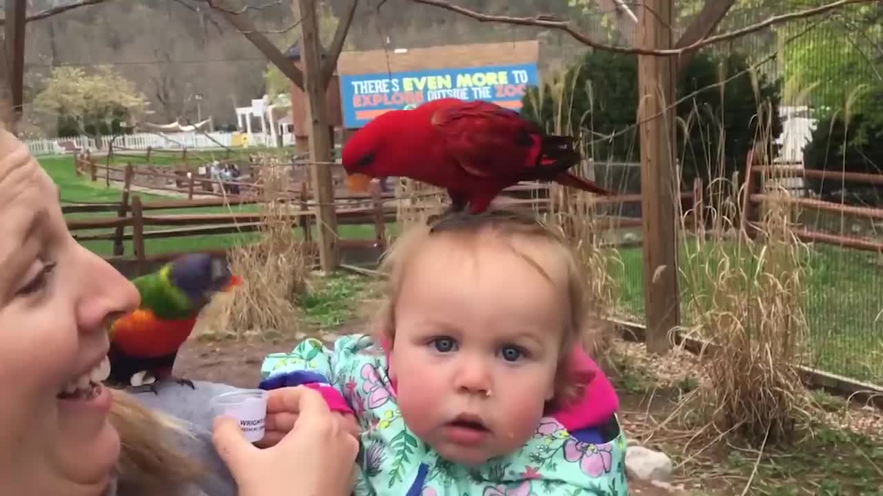 TRY NOT TO LAUGH - Funny Weekend At The Zoo - LAUGH TRIGGER