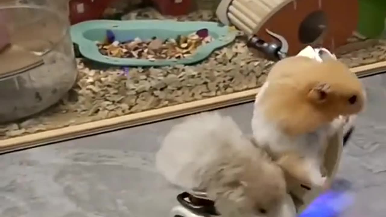 CUTE CAT WITH SCOOTER ❤️