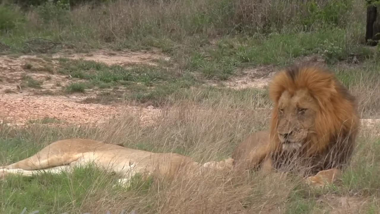 Lions Mating missionary style with Lioness From the forest. Part 4