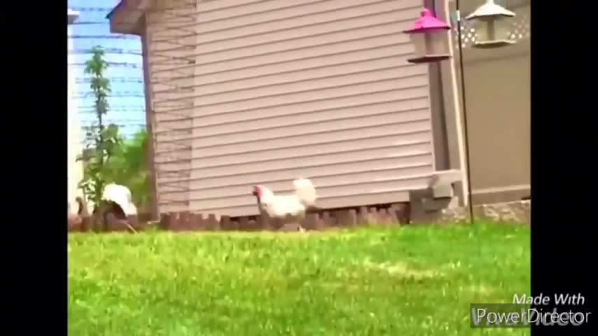 chicken chasing