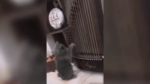 El GATO Músicos 🥰🥰