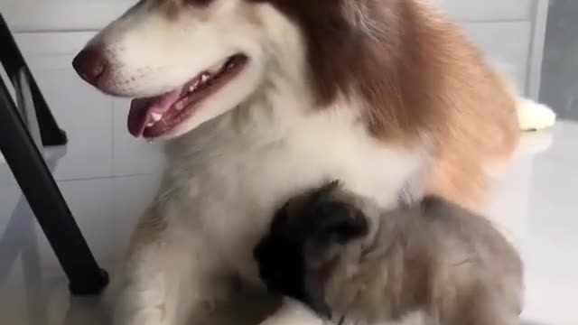 The little guy always likes to pester his mother