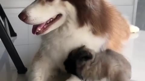 The little guy always likes to pester his mother