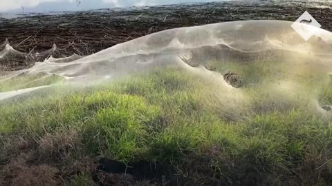 Spider blankets cover Australia