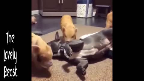 Pigs and Dogs playing 😂🤣