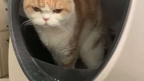 Does your cat follow you to poop too ?