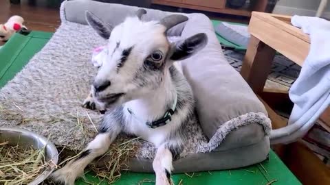 Turn up the sound: Rescued goat crunches on corn chips