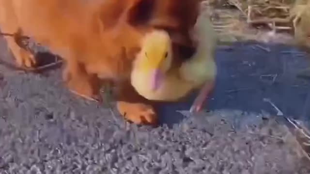 animal friendship is beautiful8👏👏