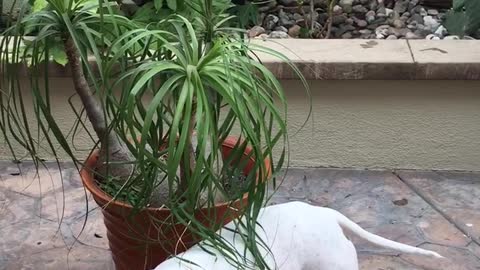 White dog walking slowly against plant