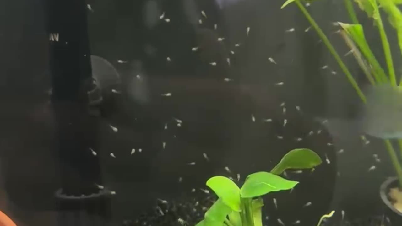 Peaceful Cichlid Fry Swimming