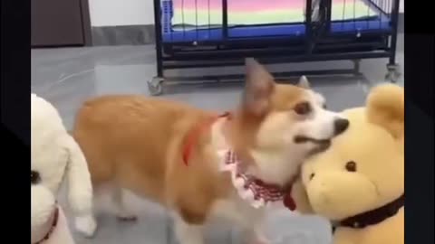 Jealous Dog 🐕