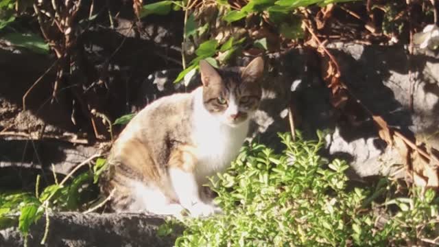 tabby cat knows that the food truck is coming