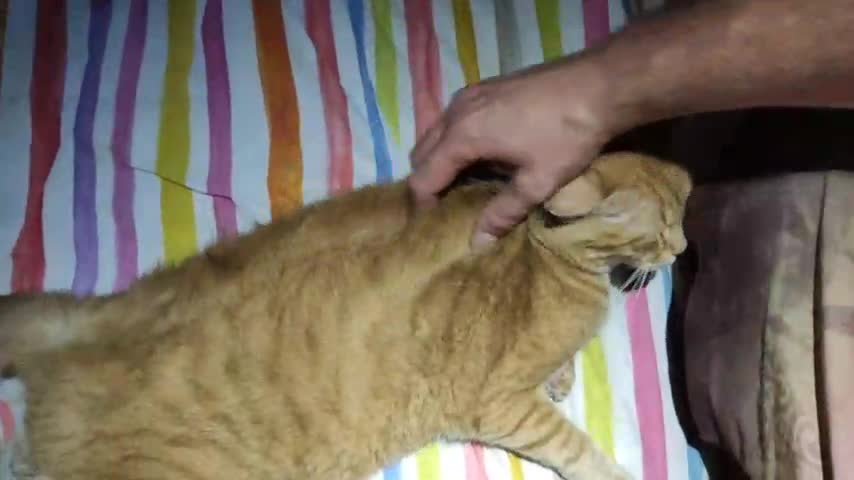 2022-07-30 (3) - dépoussiérage - Twitch Decheterie