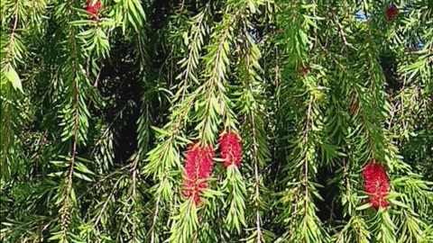 Red powder puff tree