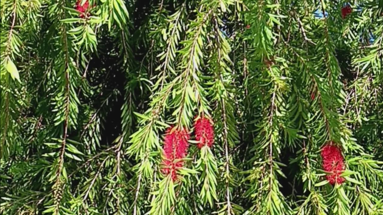 Red powder puff tree