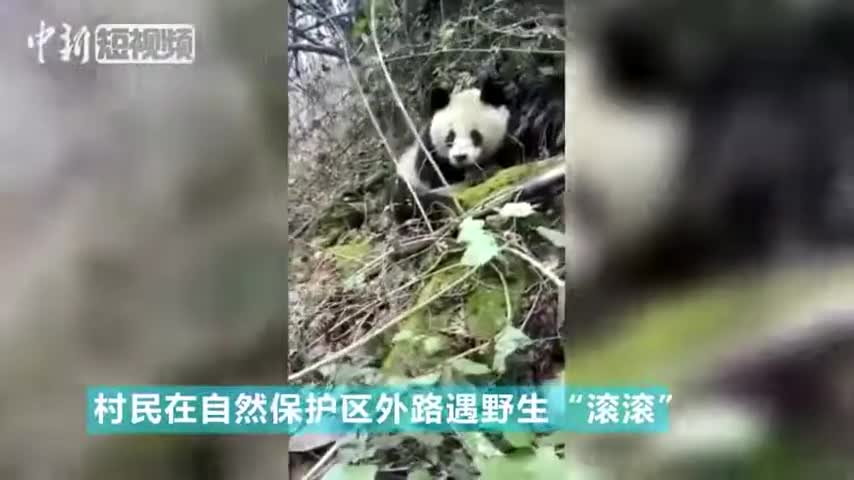 Sichuan Giant Panda