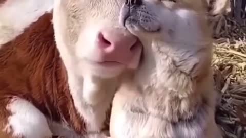 A good friend