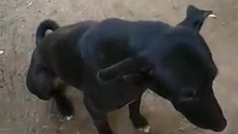 Mix labra