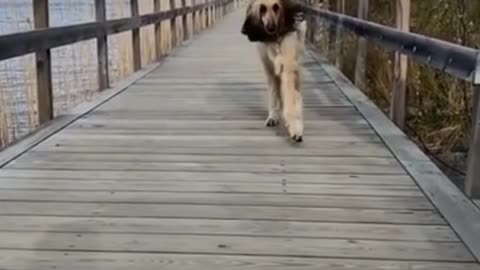Cute__moment__of__funny__pets