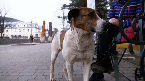 Sad dog in the city park