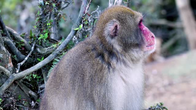 monkey,primate,ape,mammal,nature,forest,jungle , video