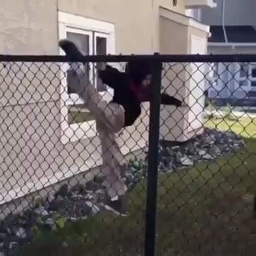 Very talented cat performs amazing stairs trick yoooo