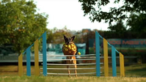 Amaizing dog slow motion video of jumping high with the basket full of🍊🍋🍑😍😍