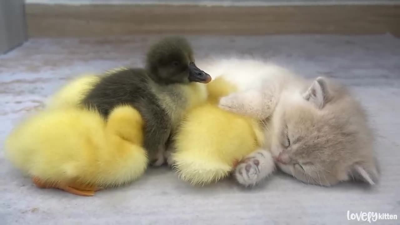 Kitten Mio and ducklings sleep sweetly together funniest video