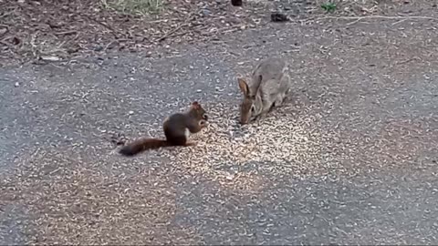 Red Squirrel and a Rabbit eating birdseed