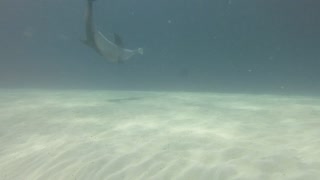 Dolphins Play with Puffer Fish