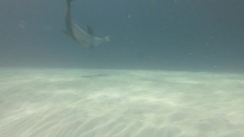 Dolphins Play with Puffer Fish