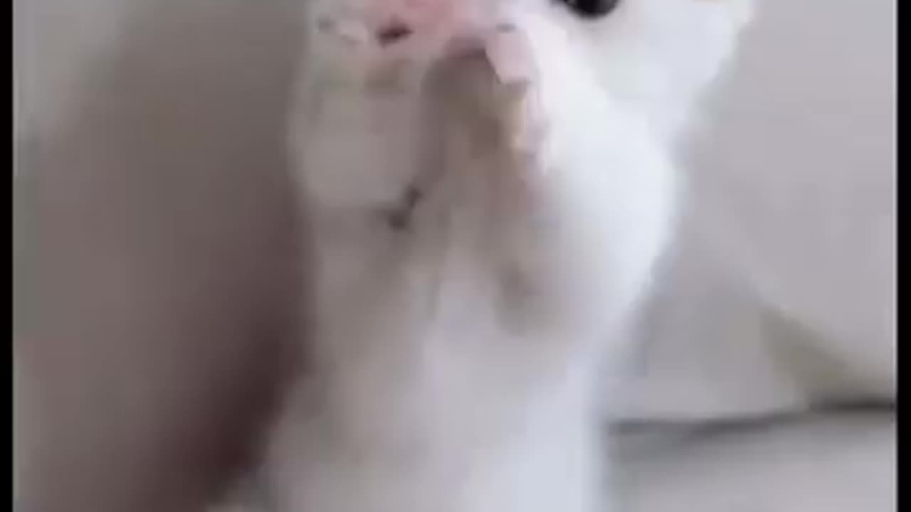 Cute kitten video 😍