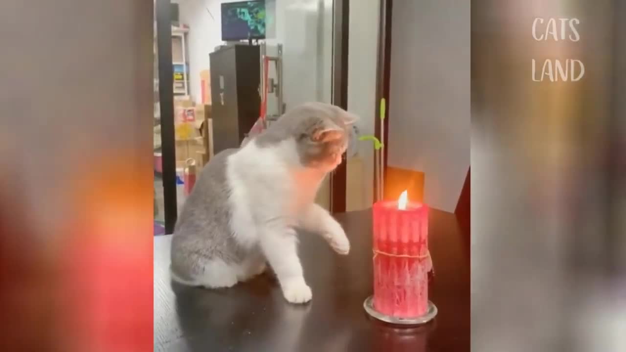 more funny kitten videos