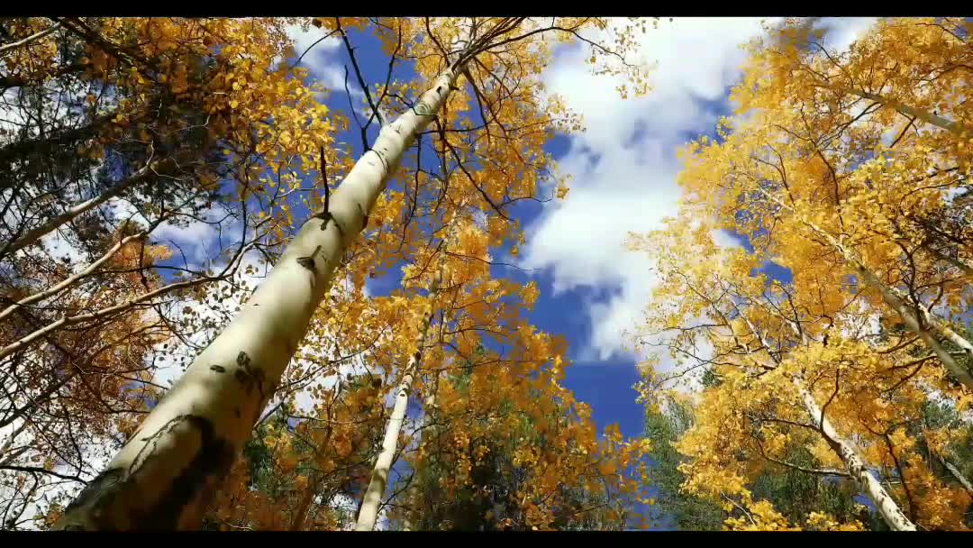 Aspen trees during autumn